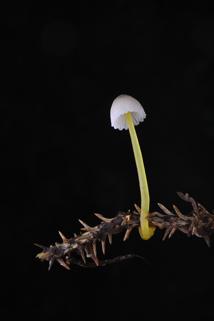 Mycena subviscosa · June 2025 · photo: © invertebratist (iNaturalist, cc-by-nc)
