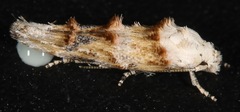 Mompha rufocristatella
