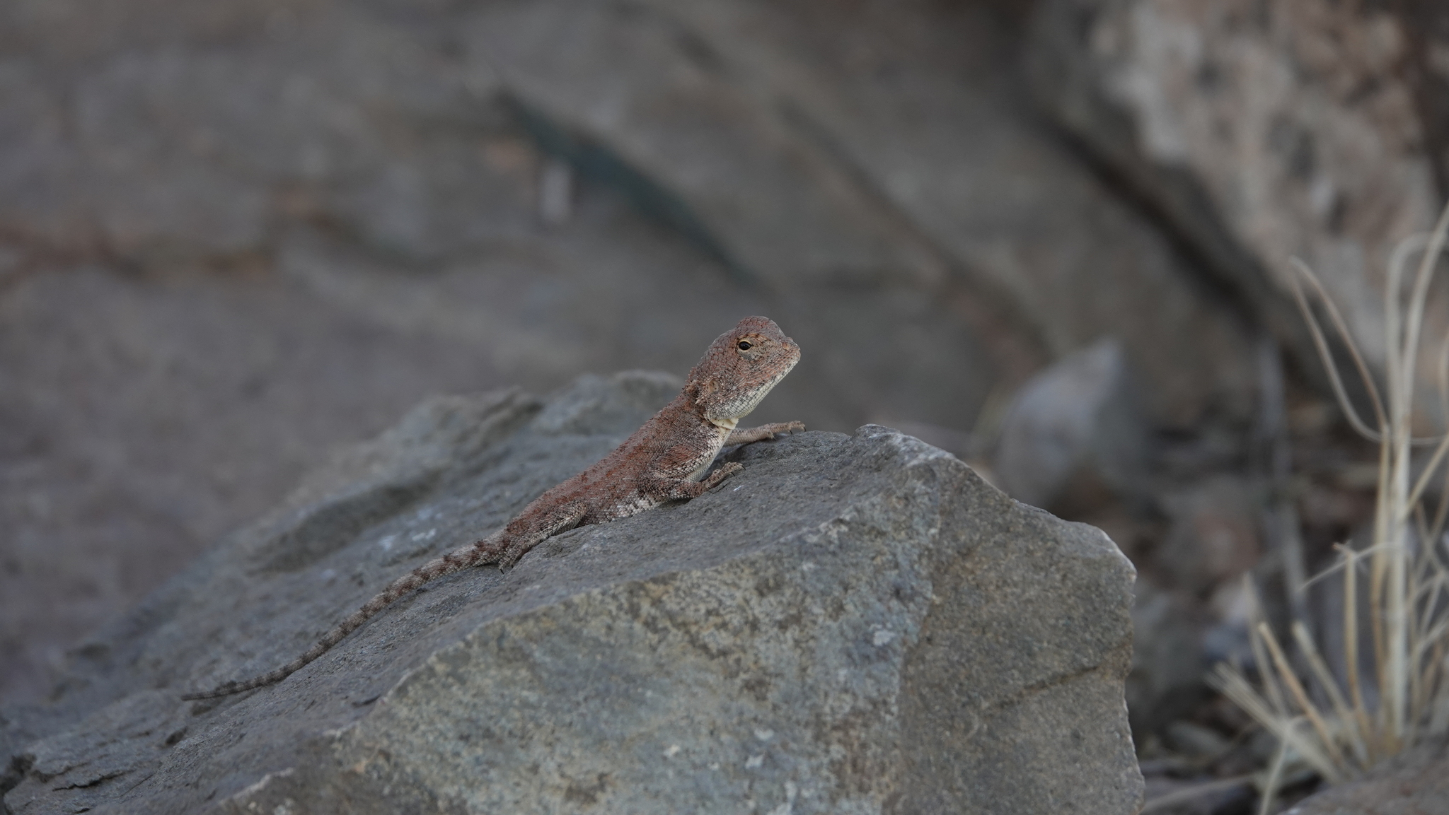 Agama anchietae Bocage, 1896