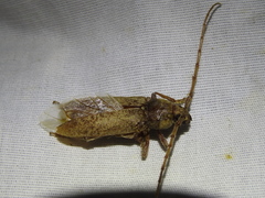 Enaphalodes rufulus