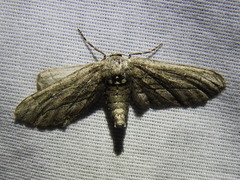 Holochroa dissociarius