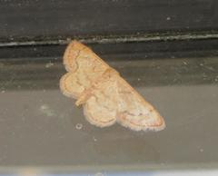 Idaea eremiata