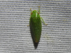 Rugosana querci