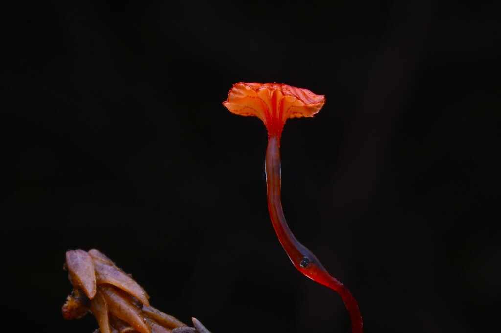 Cruentomycena viscidocruenta · June 2025 · photo: © invertebratist (iNaturalist, cc-by-nc)