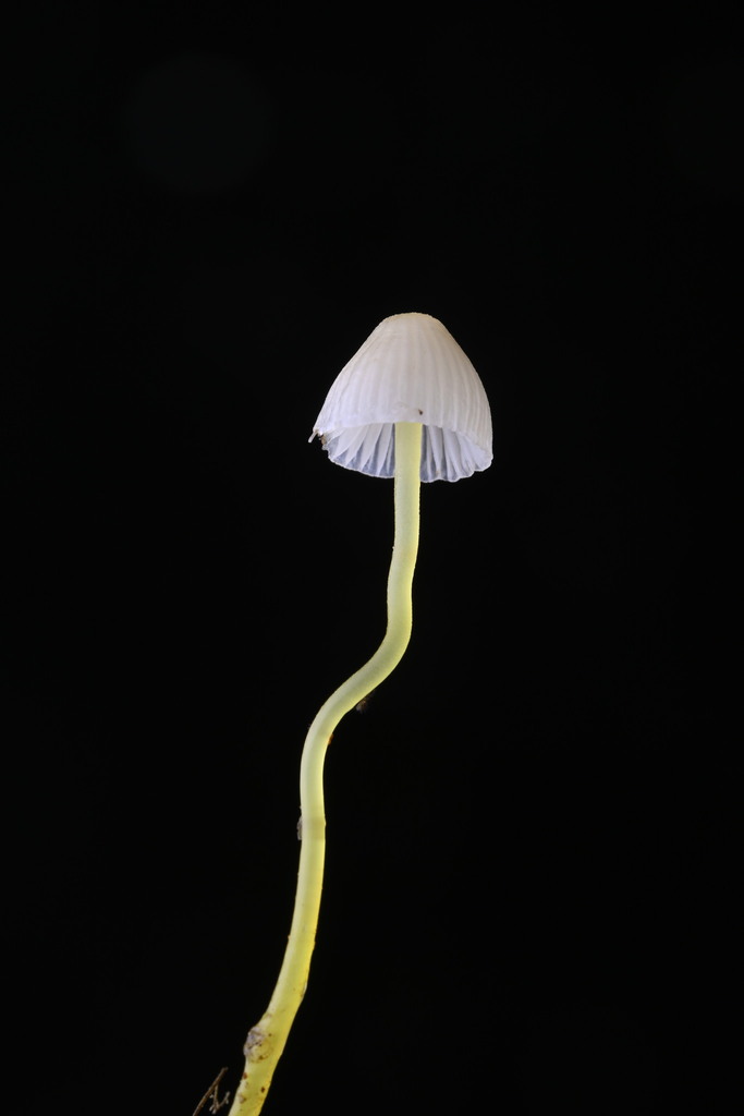 Mycena subviscosa · June 2025 · photo: © invertebratist (iNaturalist, cc-by-nc)