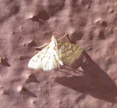 Pseudopyrausta santatalis