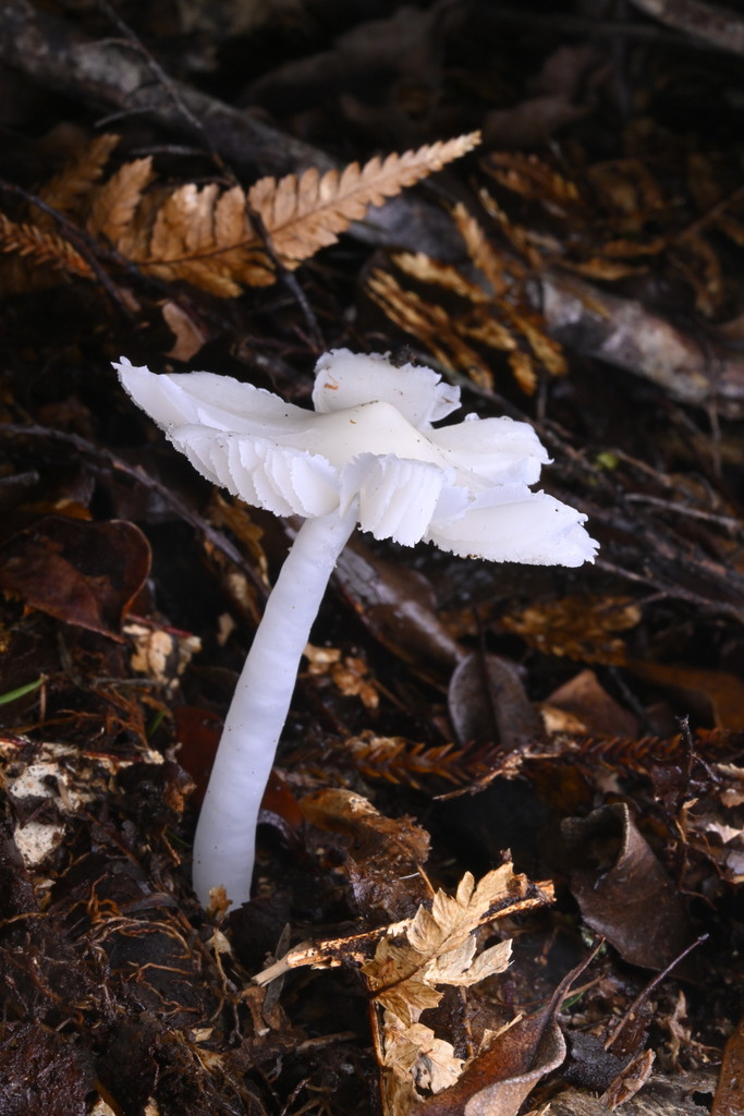 Humidicutis mavis · June 2025 · photo: © invertebratist (iNaturalist, cc-by-nc)