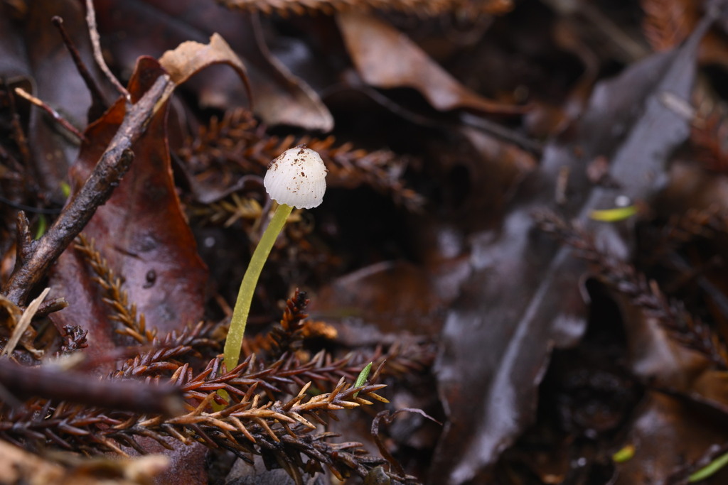 Mycena subviscosa · June 2025 · photo: © invertebratist (iNaturalist, cc-by-nc)