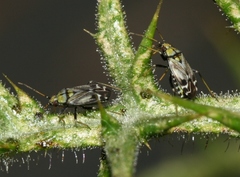 Macrotylus perdictus