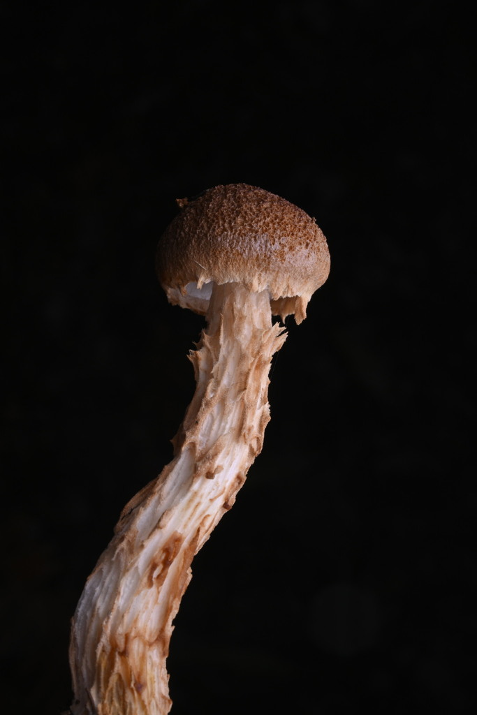 Austroboletus novae-zelandiae · June 2025 · photo: © invertebratist (iNaturalist, cc-by-nc)