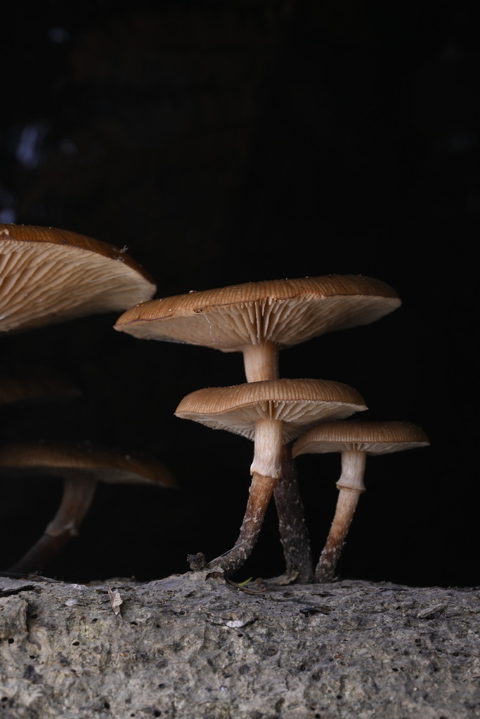 Armillaria novae-zelandiae · June 2025 · photo: © invertebratist (iNaturalist, cc-by-nc)