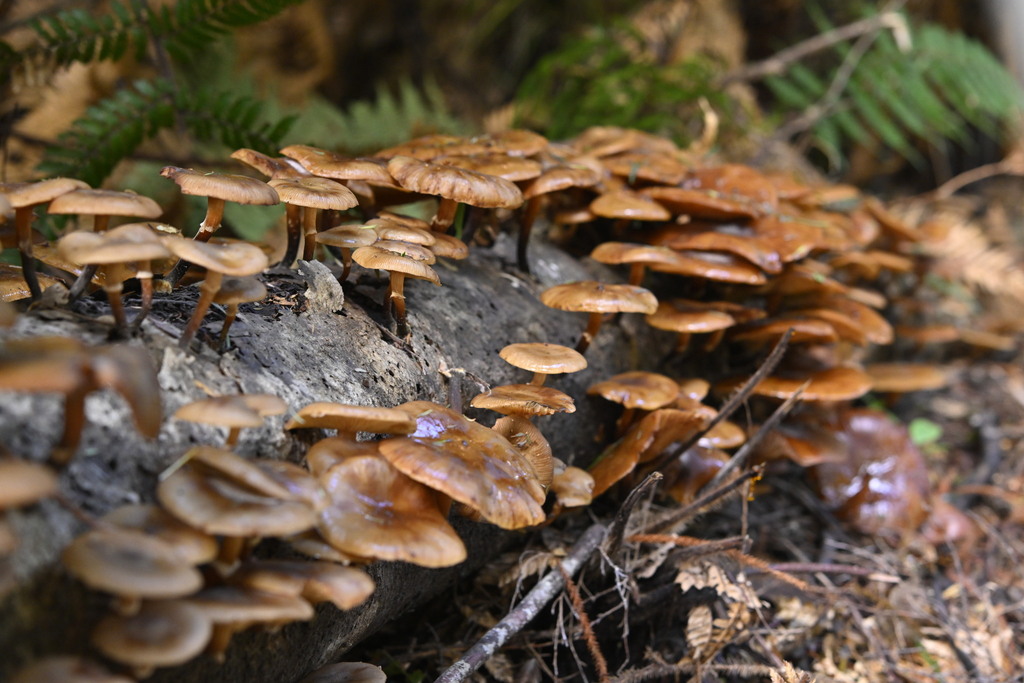 Armillaria novae-zelandiae · June 2025 · photo: © invertebratist (iNaturalist, cc-by-nc)