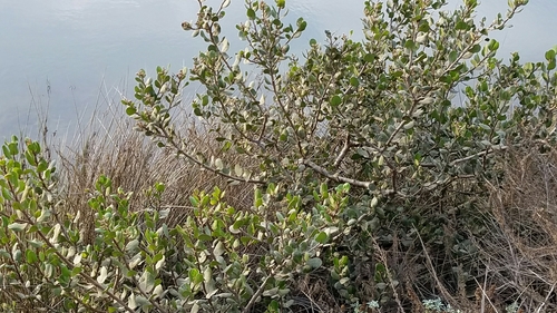 Rhus integrifolia