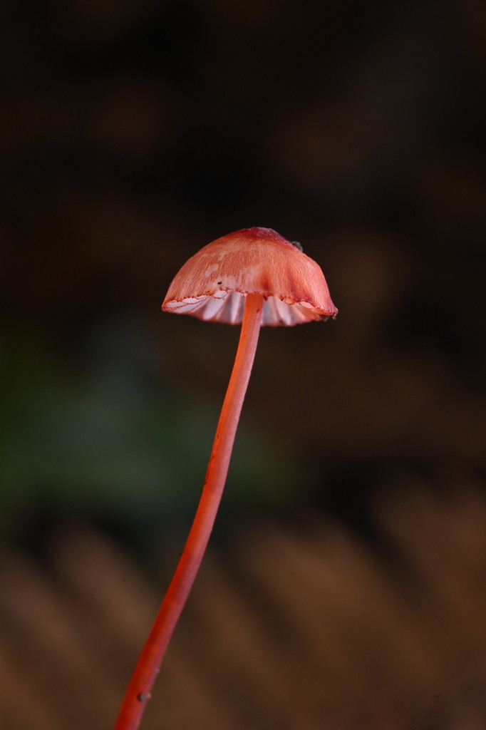 Mycena ura · June 2025 · photo: © invertebratist (iNaturalist, cc-by-nc)