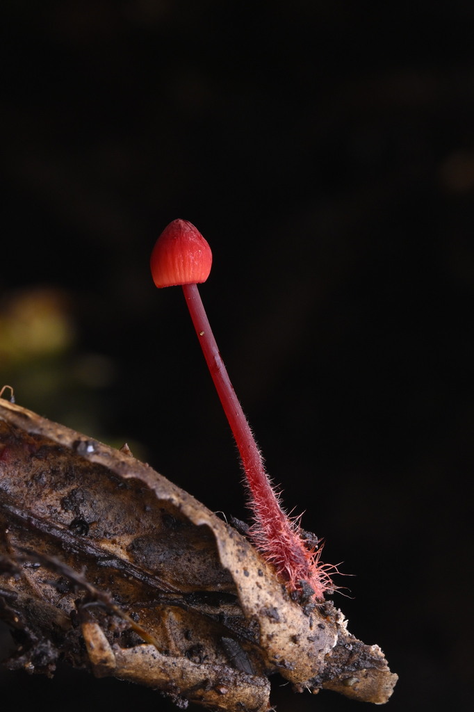Mycena ura · June 2025 · photo: © invertebratist (iNaturalist, cc-by-nc)