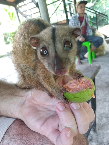Eastern Common Cuscus (Phalanger intercastellanus) — Least Concern Mammalia
