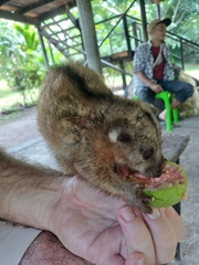 Eastern Common Cuscus photo 4