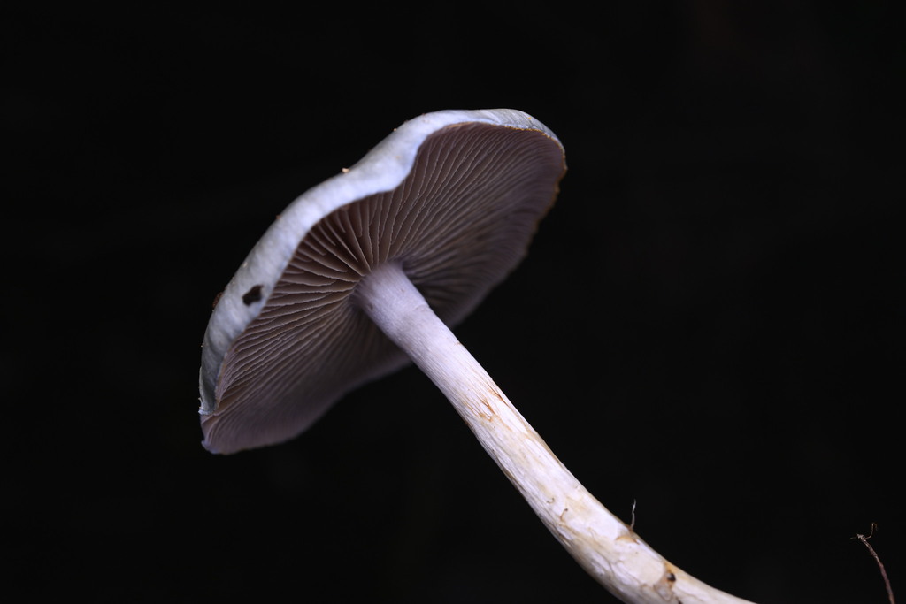 Cortinarius rotundisporus · June 2025 · photo: © invertebratist (iNaturalist, cc-by-nc)