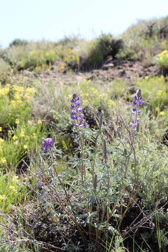 Lupinus argenteus ssp. argenteus