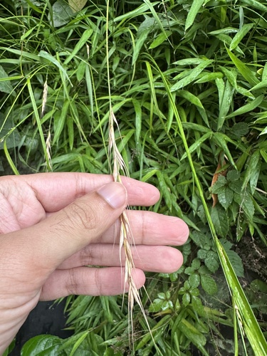 Wheatgrass (Elymus tsukushiensis)