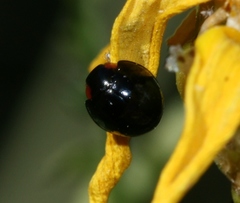 Parexochomus nigromaculatus