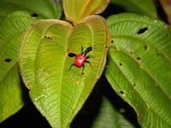 Trachelophorus giraffa