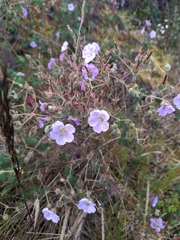Geranium multiceps