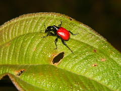 Trachelophorus giraffa