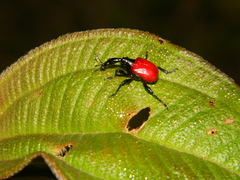 Trachelophorus giraffa