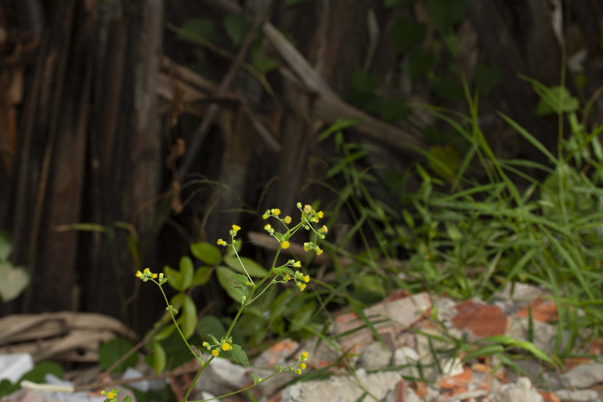 Blumea lacera (Blumea lacera)