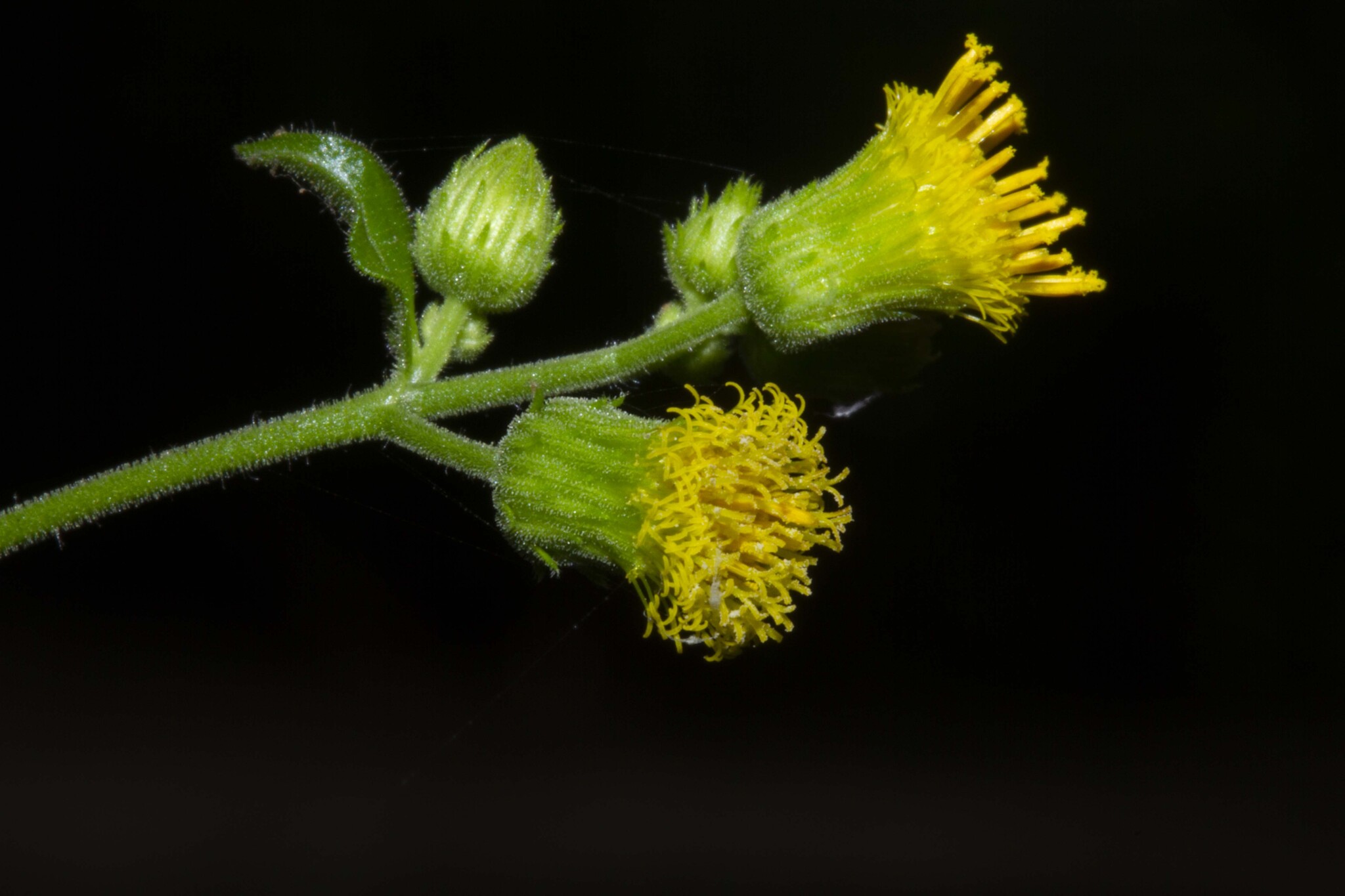 Blumea lacera — ảnh 3