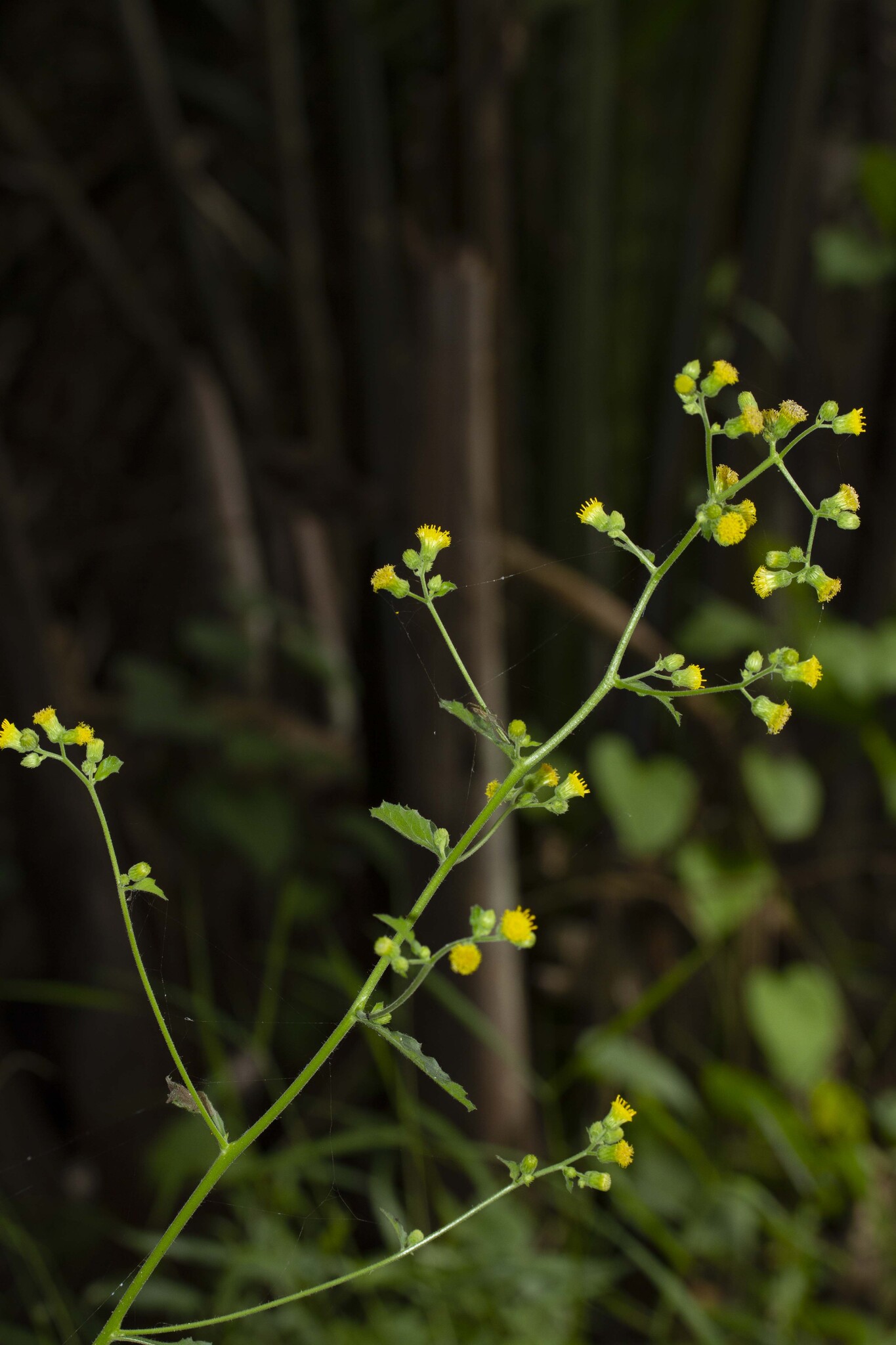 Blumea lacera — ảnh 2