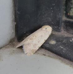 Leucocnemis perfundis