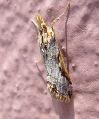 Loxostege albiceralis