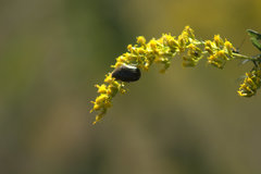 Euphoria sepulcralis