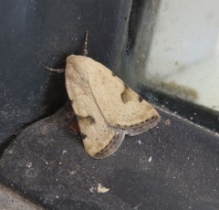 Micrathetis costiplaga