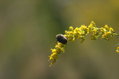 Euphoria sepulcralis