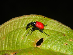 Trachelophorus giraffa