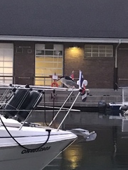 Nycticorax nycticorax