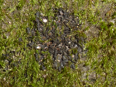 Scytinium juniperinum
