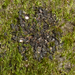 Scytinium juniperinum - Photo (c) Tomás Curtis, some rights reserved (CC BY-NC), uploaded by Tomás Curtis