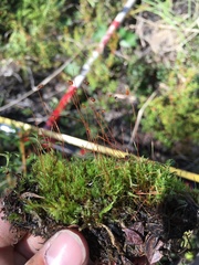 Leptobryum pyriforme