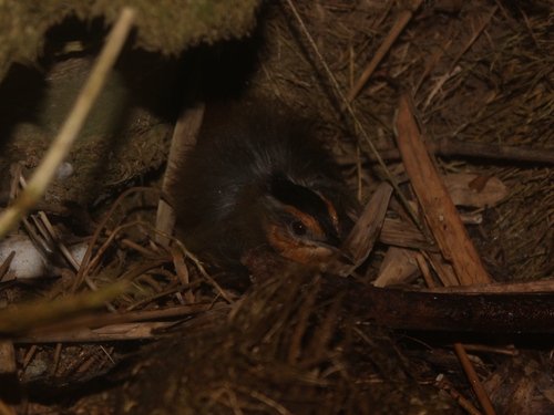 Javan Black-capped Babbler (Pellorneum capistratum), photo 9