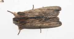 Lithophane semibrunnea