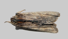 Lithophane semibrunnea
