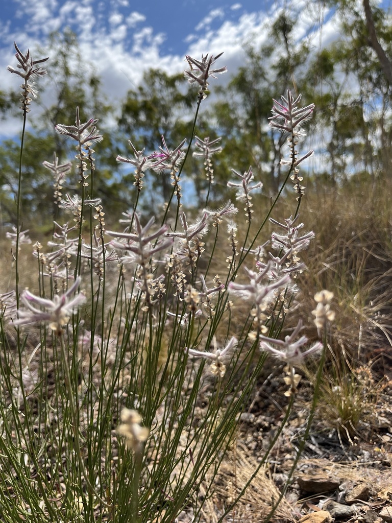 Conservation researcher documenting plant species