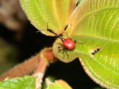 Trachelophorus giraffa