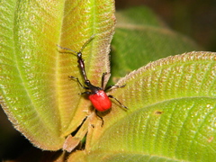 Trachelophorus giraffa
