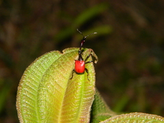 Trachelophorus giraffa