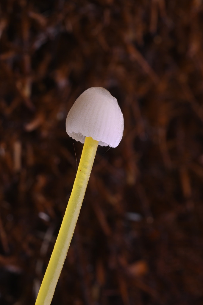 Mycena subviscosa · June 2025 · photo: © invertebratist (iNaturalist, cc-by-nc)